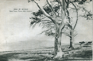 Image - Black and White, Gum Trees on Tower Hill, Victoria, c1950
