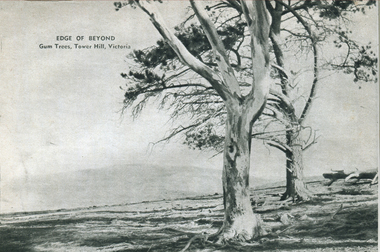 Photograph - Image - Black and White, Gum Trees on Tower Hill, Victoria, c1950, c1950