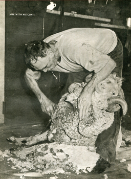 Shearing