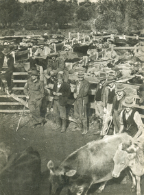 Image - Black and White, Stockyard at the Cattlesales, Northern Territory, c1950