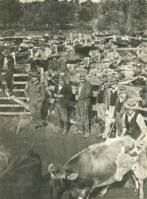 Photograph - Image - Black and White, Stockyard at the Cattlesales, Northern Territory, c1950, c1950