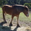Sovereign Hill Horses at Rest, 2020