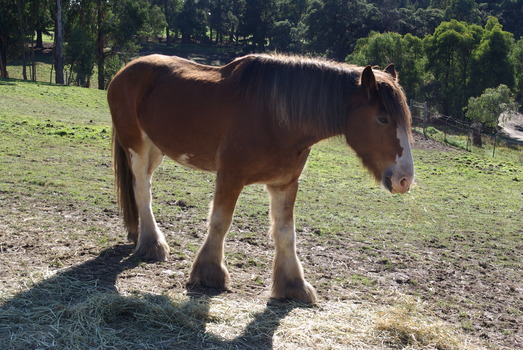 Sovereign Hill Horses at Rest, 2020