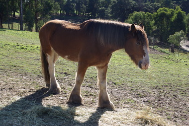 Sovereign Hill Horses at Rest, 2020