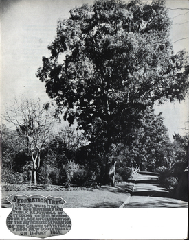 Photograph of a tree 