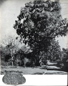 Photograph of a tree 
