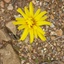 yellow flower