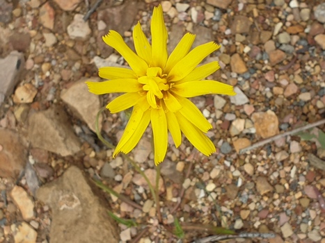 yellow flower