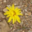 yellow flower
