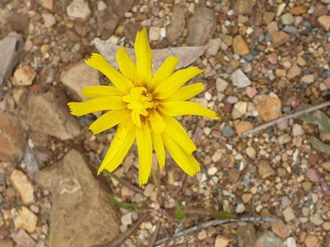 yellow flower