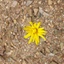 yellow flower