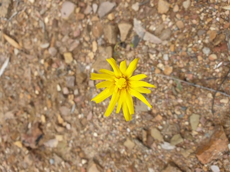 yellow flower