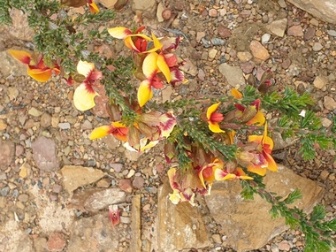 Photograph - Colour photograph, Egg and Bacon Plant, 18/10/2020
