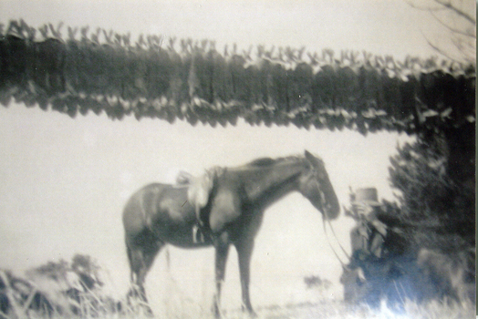 A man, horse and many rabbits