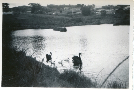 Black Swans and cygnets on a lake