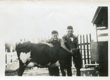 Two boys and a cow