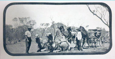 Photograph, Camel Team on the Transcontinental Railway, c1905