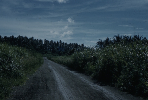 This image shows vegetation and the type of roads around Port Moresby.