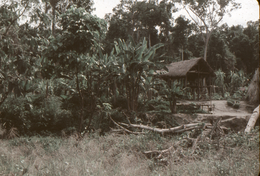 Thatched roof hut on the Brown River Road, PNG.