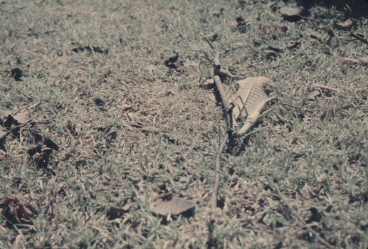 Stick insects can reach large sizes as adults and are usually brown in colour.