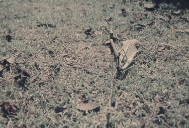 Stick insects can reach large sizes as adults and are usually brown in colour.