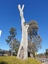 Scarred tree