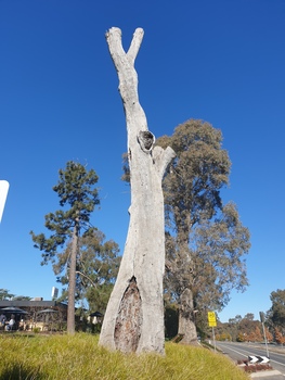 Scarred tree