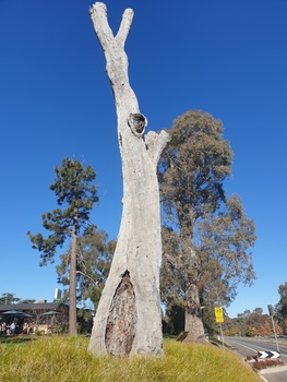 Scarred tree