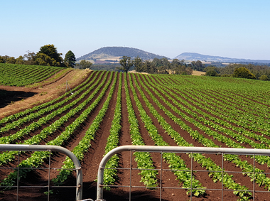 Photograph, Clare Gervasoni, Potato Paddock, 29/12/2021