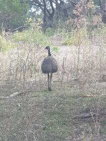 Emu at Tower Hill Koroit