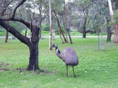 Photograph - Digital photographs, Clare Gervasoni, Emus at Tower Hill near Koroit, Victoria, 29/06/2020