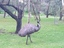 Emus at Tower Hill near Koroit, Victoria