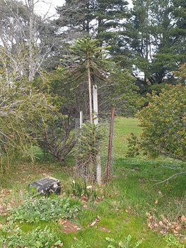 Laurie Sullivan's Wollemi Pine Memorial at the Laurie Sullivan Reserve, Hepburn, 2020