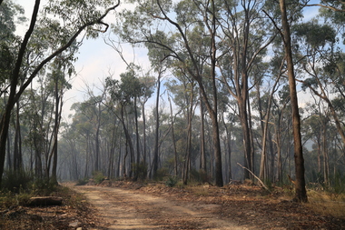 Bush Road, Daylesford, 2021