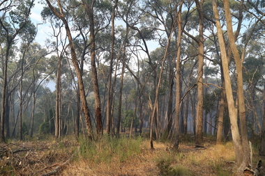 Photograph, Bush Scene, Daylesford, 2021, 24/02/2021