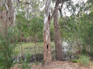 Photograph, Kew Billabong, 2020, 23/12/2020