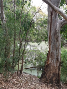 Photograph, Kew Billabong, 2020, 23/12/2020