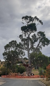 Photograph, Clare Gervasoni, Ann Gervasoni at the Guildford Big Tree, 2024, 02/04/2024