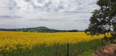 Photograph - Farmland, Canola near Dean, Victoria, 15/10/2024