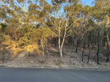 Photograph, Kew Boulevard, 2025