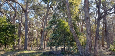 Photograph, De Soza Park, 02/08/2025