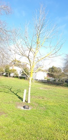 Photograph - Church, Memorial Tree at Buninyong Uniting Church, 2025, 02/08/2025