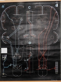 Poster - Brain and Limbic System, 1948