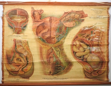 Poster - Female Reproductive System