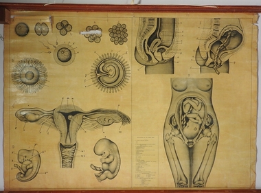 Poster - Development of the Foetus