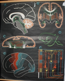 Poster - Chart of the Brain, 1948