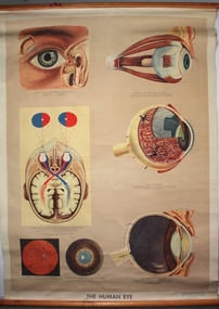 Poster - The Human Eye