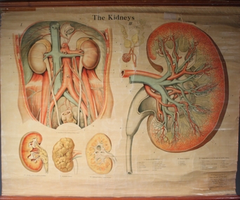 Poster - The Kidneys