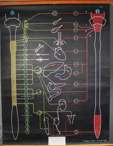 Poster - Sympathetic & Para-Sympathetic Nervous System, 1947