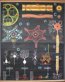 Poster - Nervous Tissue, 1947